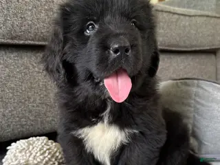 Newfoundland dogs for sale: “ Peeta” OFA, CH, AKC, - Ad 4