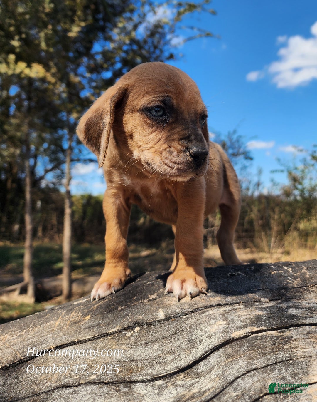 Catahoula Leopard Dog dogs for sale: Houdini 2025 Female 2 - Ad 9