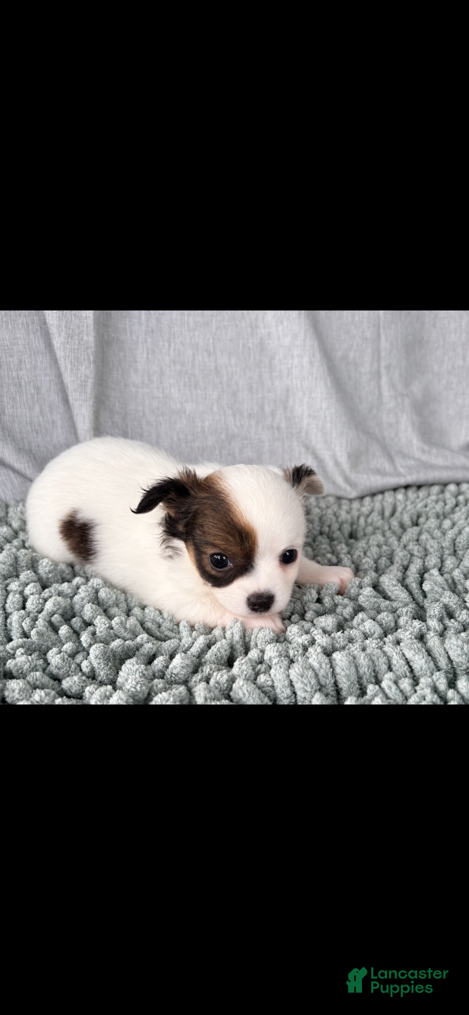 Chihuahua dogs Blue and white tri  - Ad 2