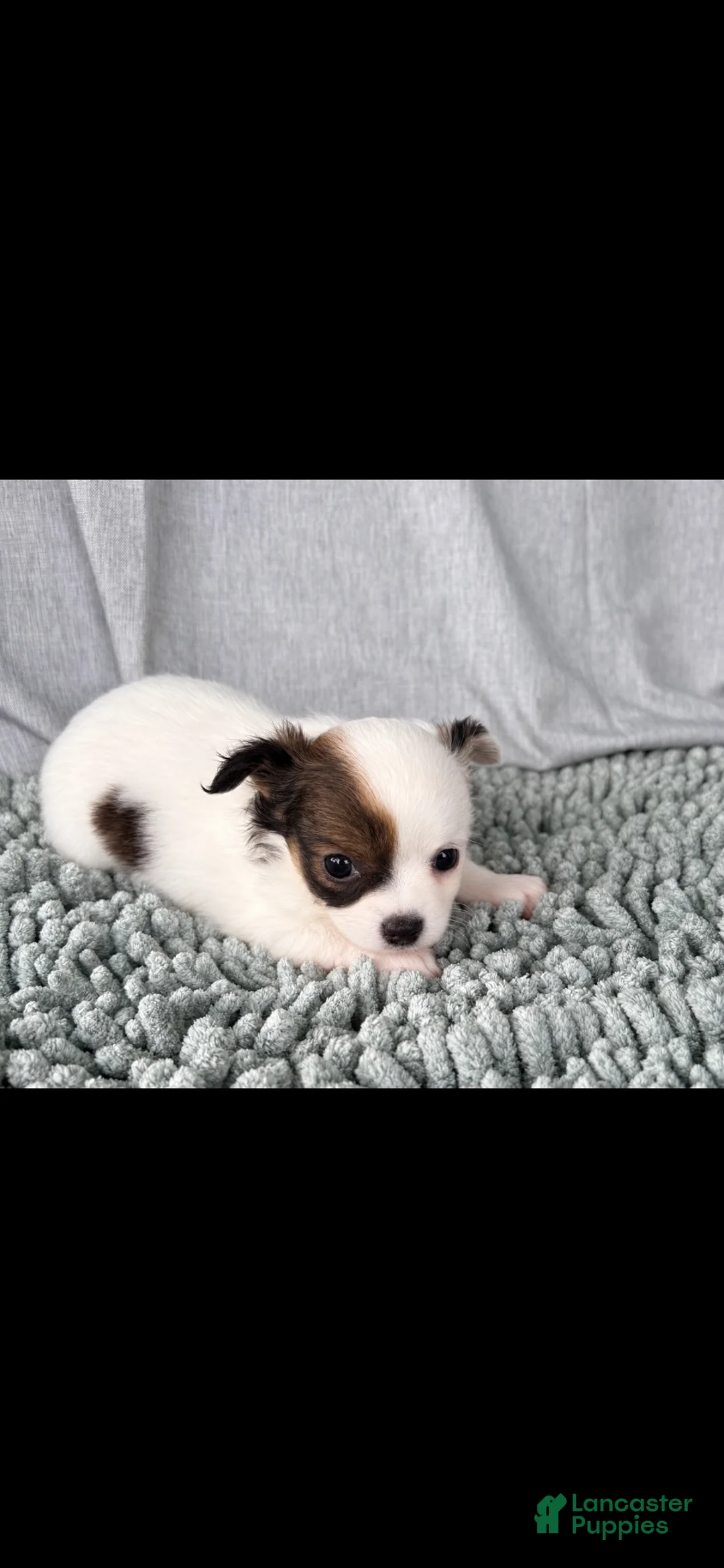 Chihuahua dogs for sale: Blue and white tri  - Ad 2
