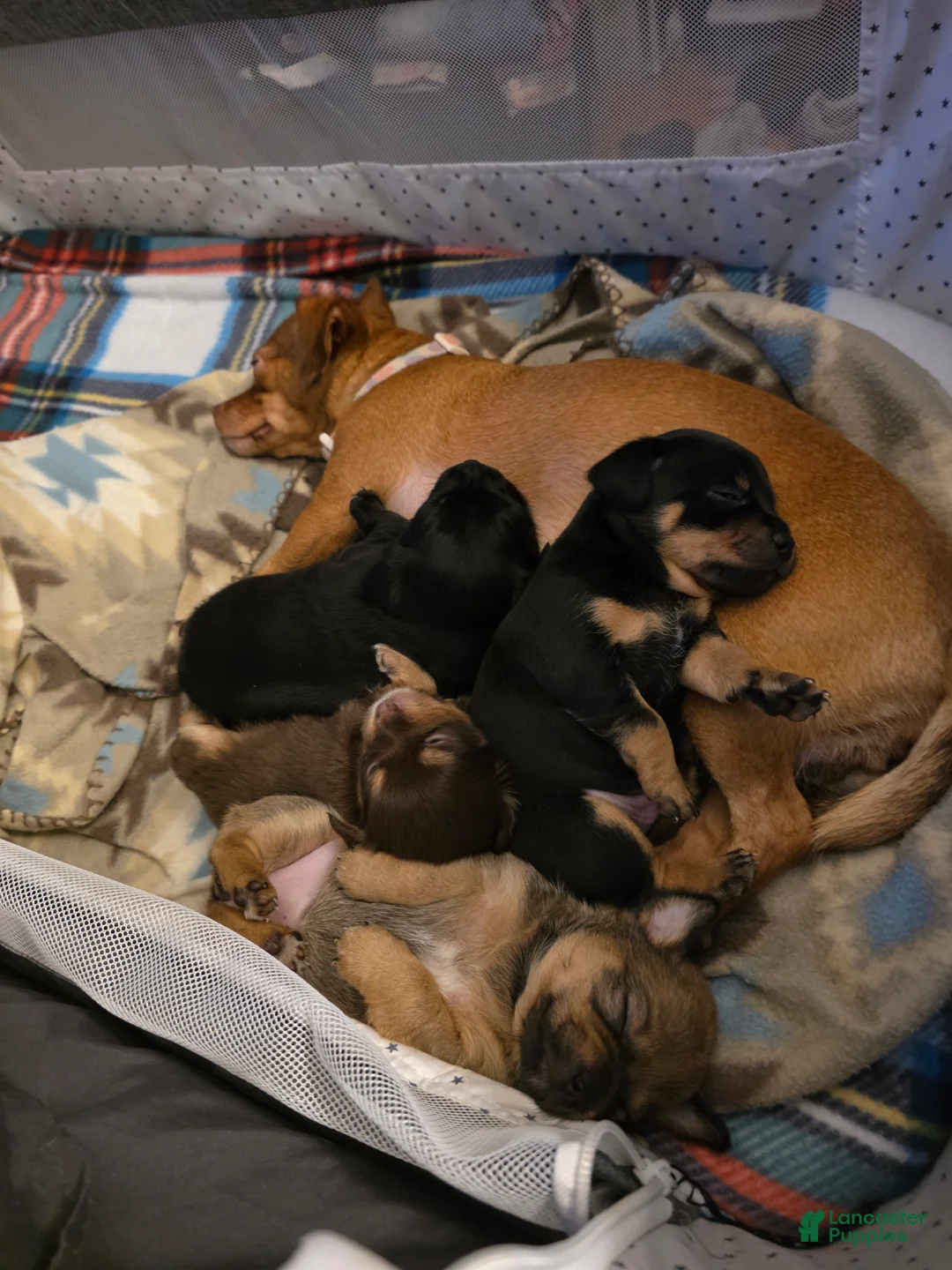 Chihuahua dogs for sale: Chihuahua Puppy 1 - Ad 5