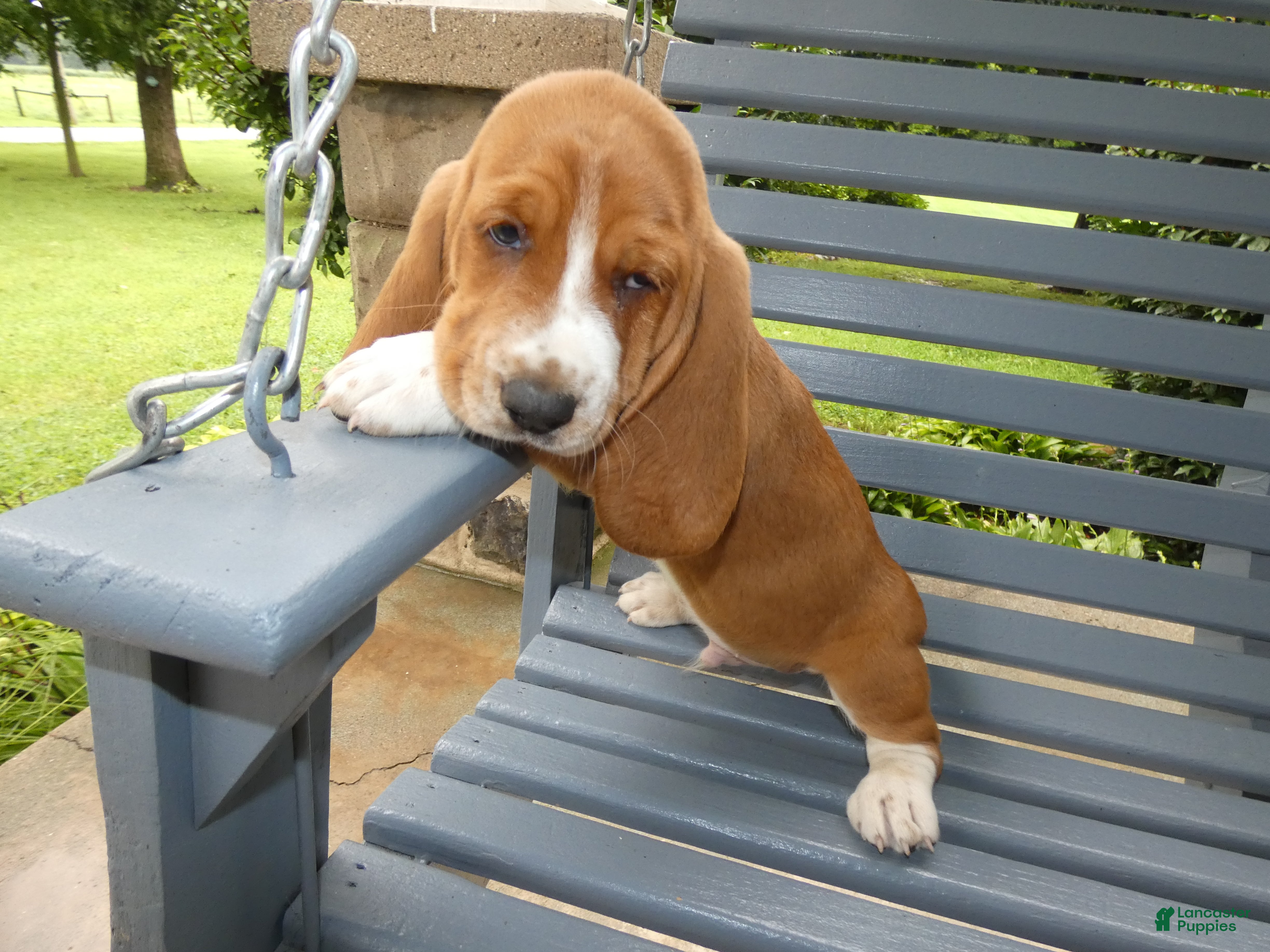 Basset Hound dogs Basset Hound 2 Buford - Ad 12