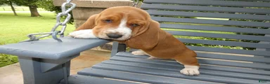 Basset Hound 2 Buford