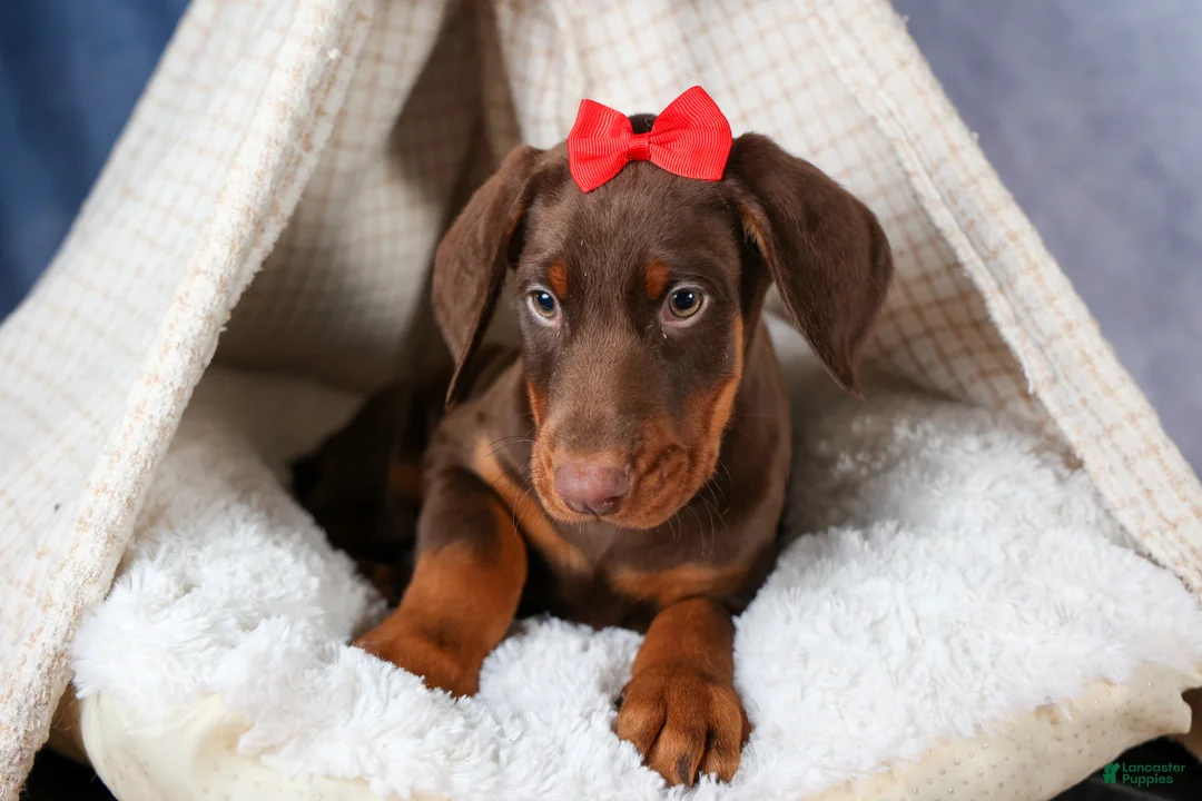 Doberman Pinscher dogs for sale: FRANK - Ad 7