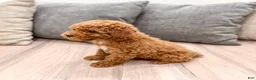 Miniature Poodle dogs for sale: Alfie - Ad 4