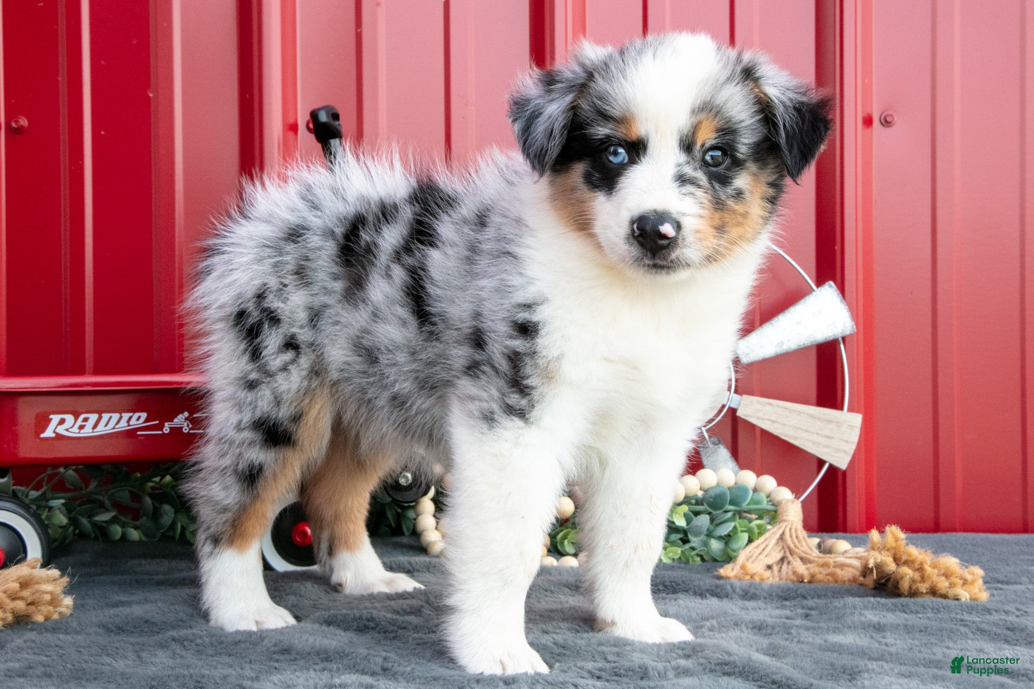 Miniature Australian Shepherd dogs Buster - Ad 1