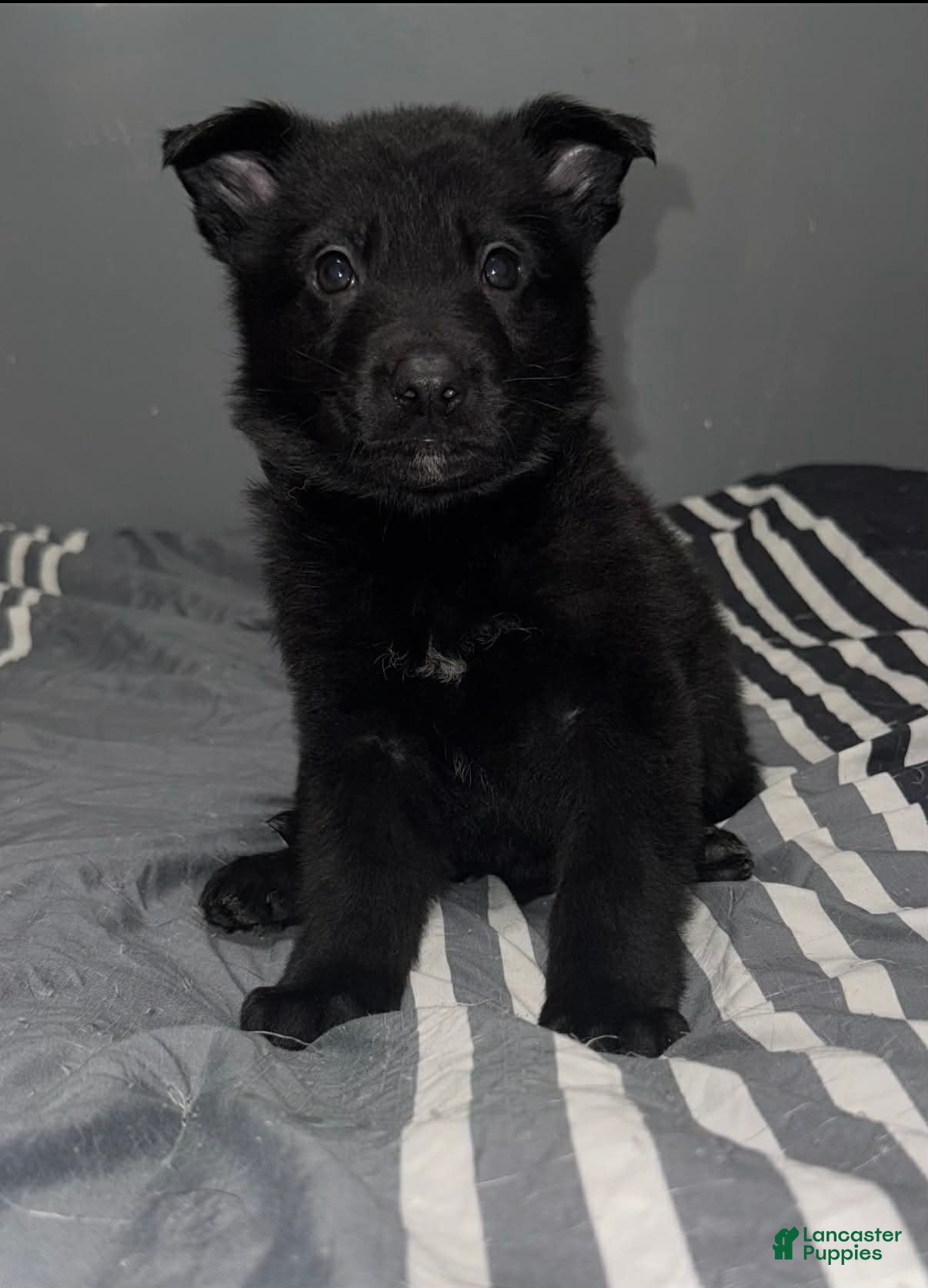 German Shepherd dogs Vixen  - Ad 4