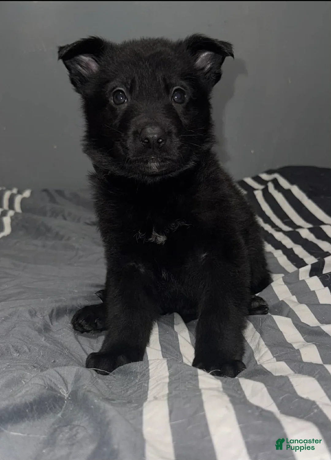 German Shepherd dogs for sale: Vixen  - Ad 1