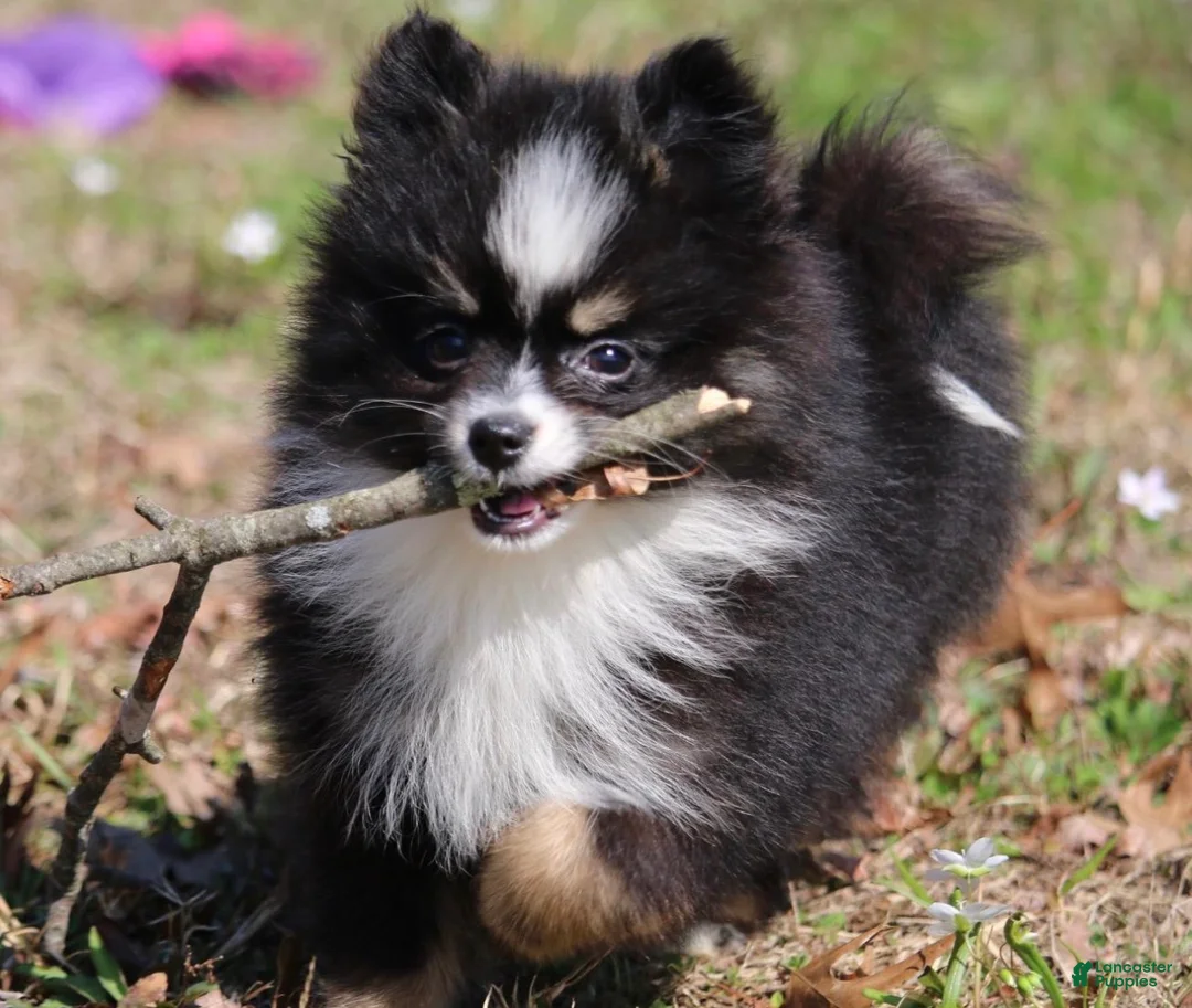 Pomsky dogs for sale: Lily  - Ad 1