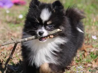 Pomsky dogs for sale: Lily - Ad 2