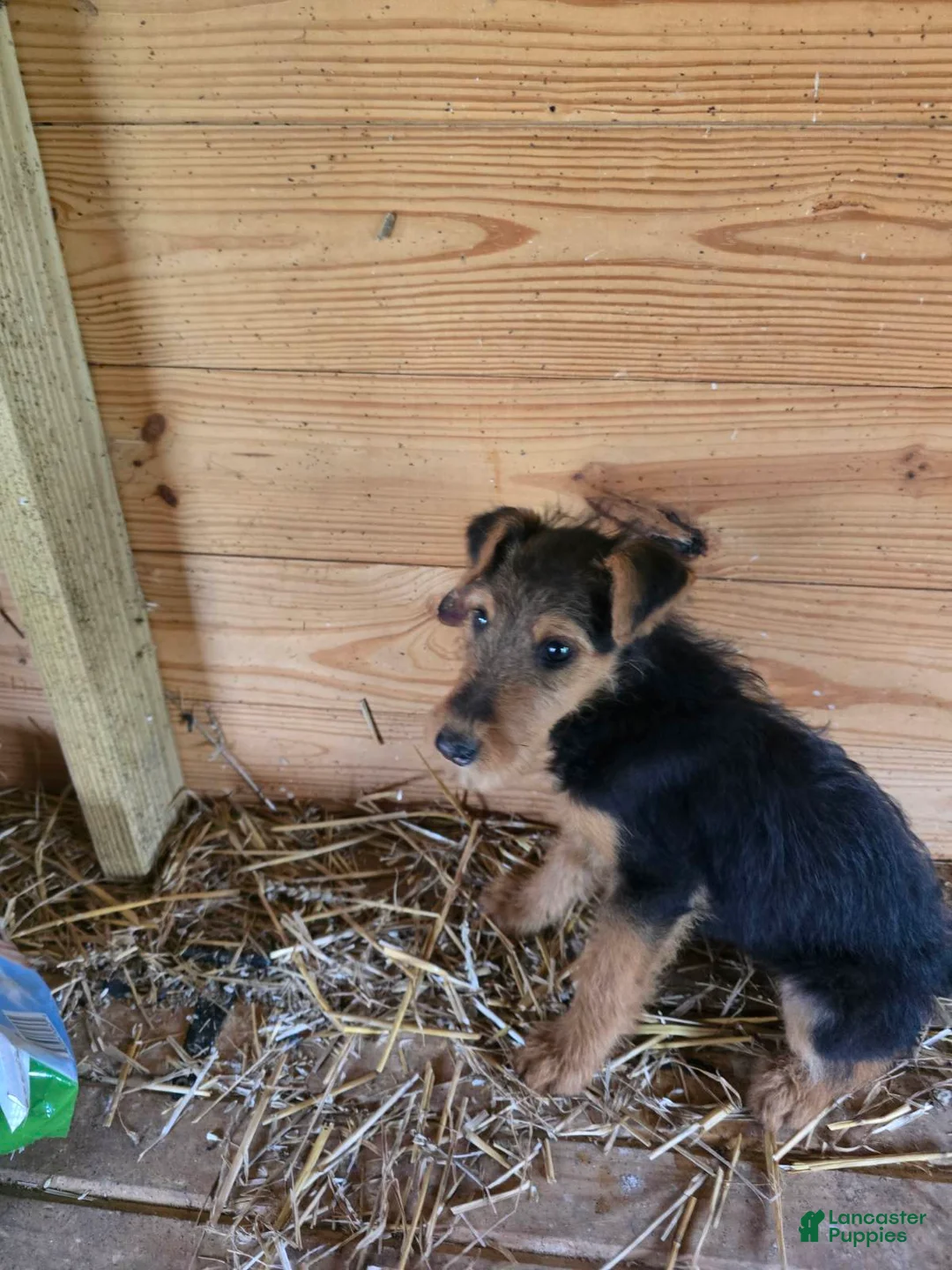 Airedale Terrier dogs for sale: Adam Airedale  - Ad 2