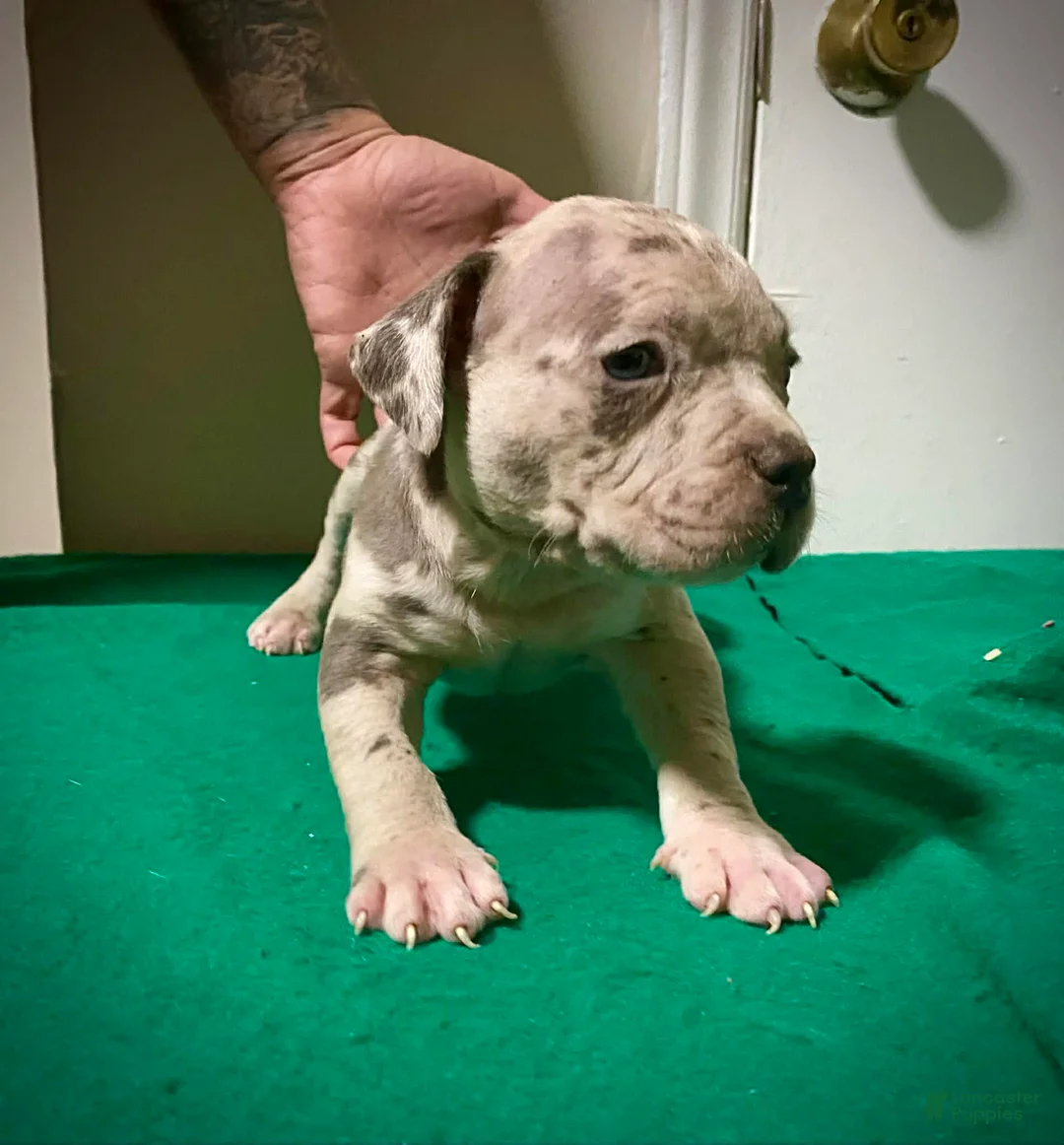 American Bully dogs for sale: American Bully Puppy 2 - Ad 2
