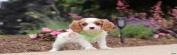 Cavalier King Charles Spaniel dogs for sale: Kobe - Ad 1