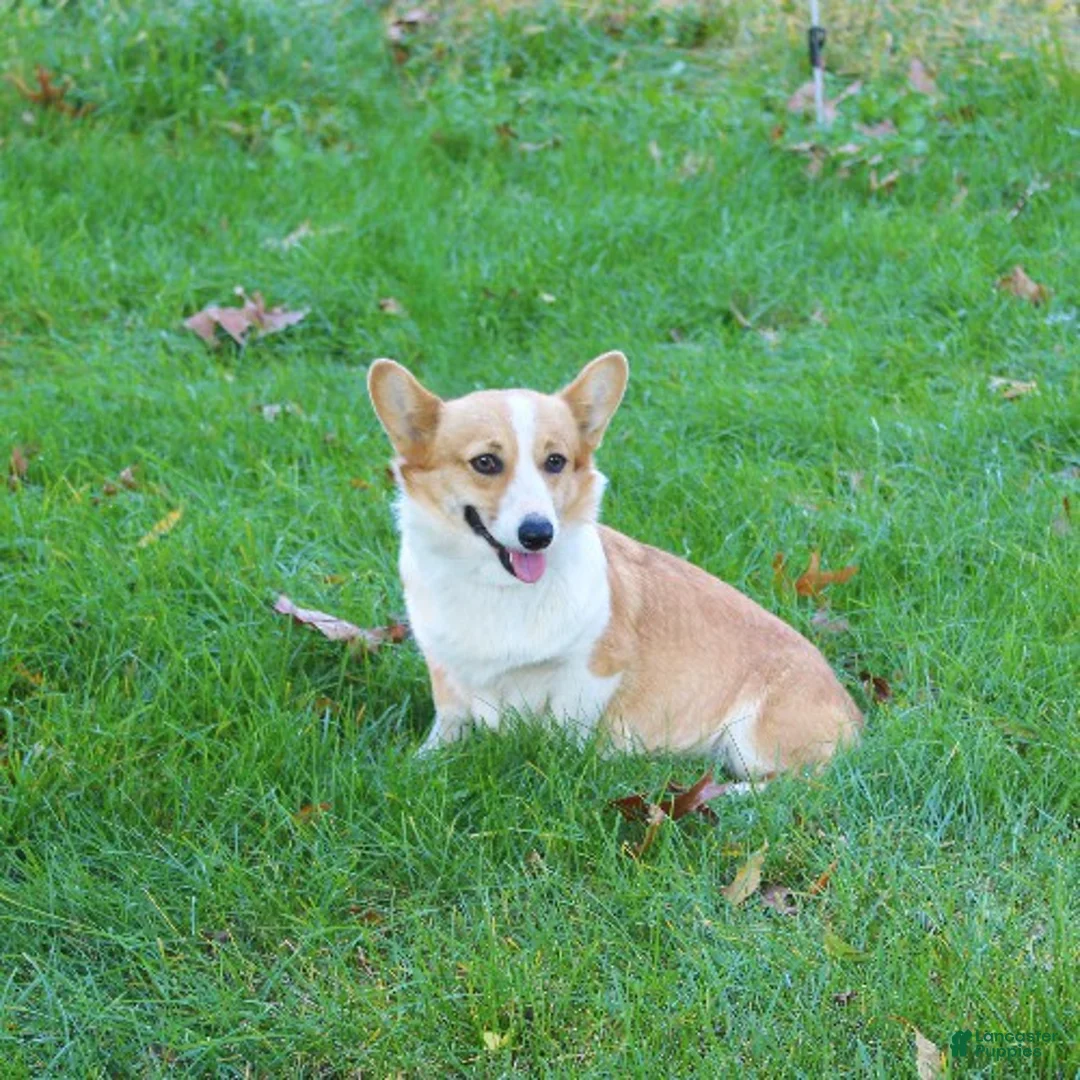 Welsh Corgi Pembroke dogs for sale: Cosmo - Ad 4