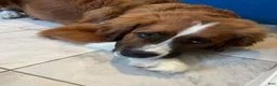 Mixed Breed dogs for sale: Marley - Ad 53