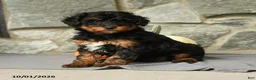 Mini Aussiedoodle dogs for sale: Ursula - Ad 4