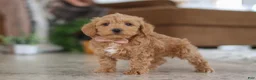 Schnoodle dogs for sale: Harper - Ad 3