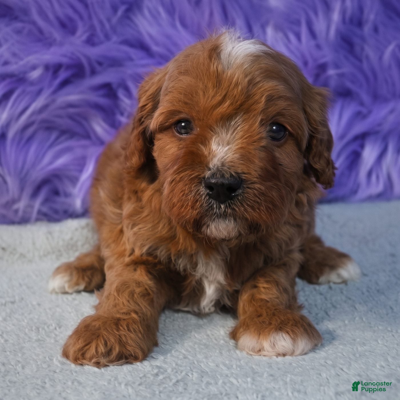 Cavapoo dogs for sale: Cavapoo 1 - Ad 1