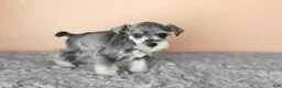 Miniature Schnauzer dogs for sale: Scout  - Ad 5