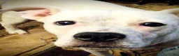 American Pit Bull Terrier dogs for sale: American Pit Bull Terrier 1 - Ad 2