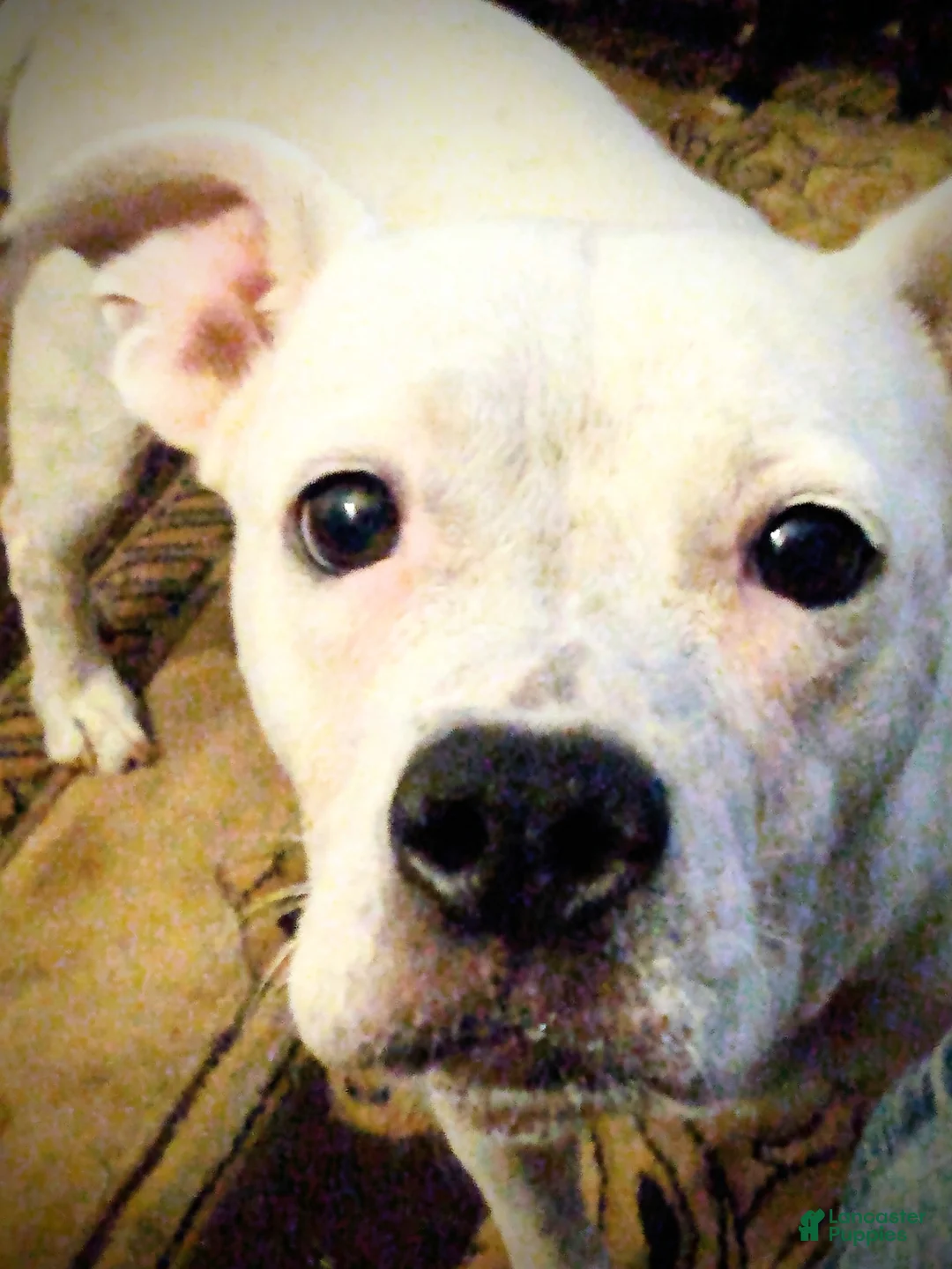 American Pit Bull Terrier dogs for sale: American Pit Bull Terrier 1 - Ad 2