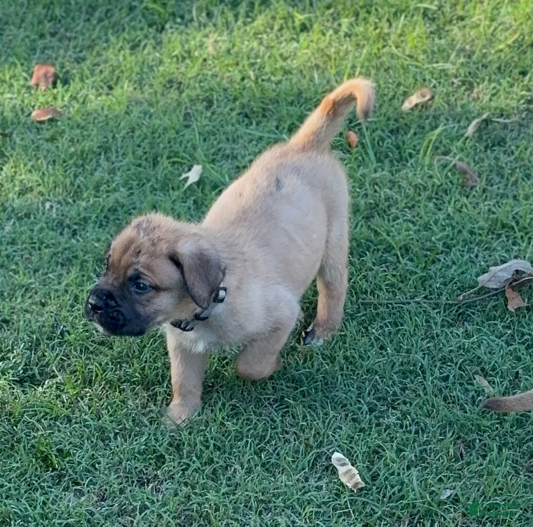 Mixed Breed dogs for sale: Tan - Ad 1