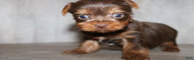 Meet Giorgi0! Yorkshire Terrier Puppy 
