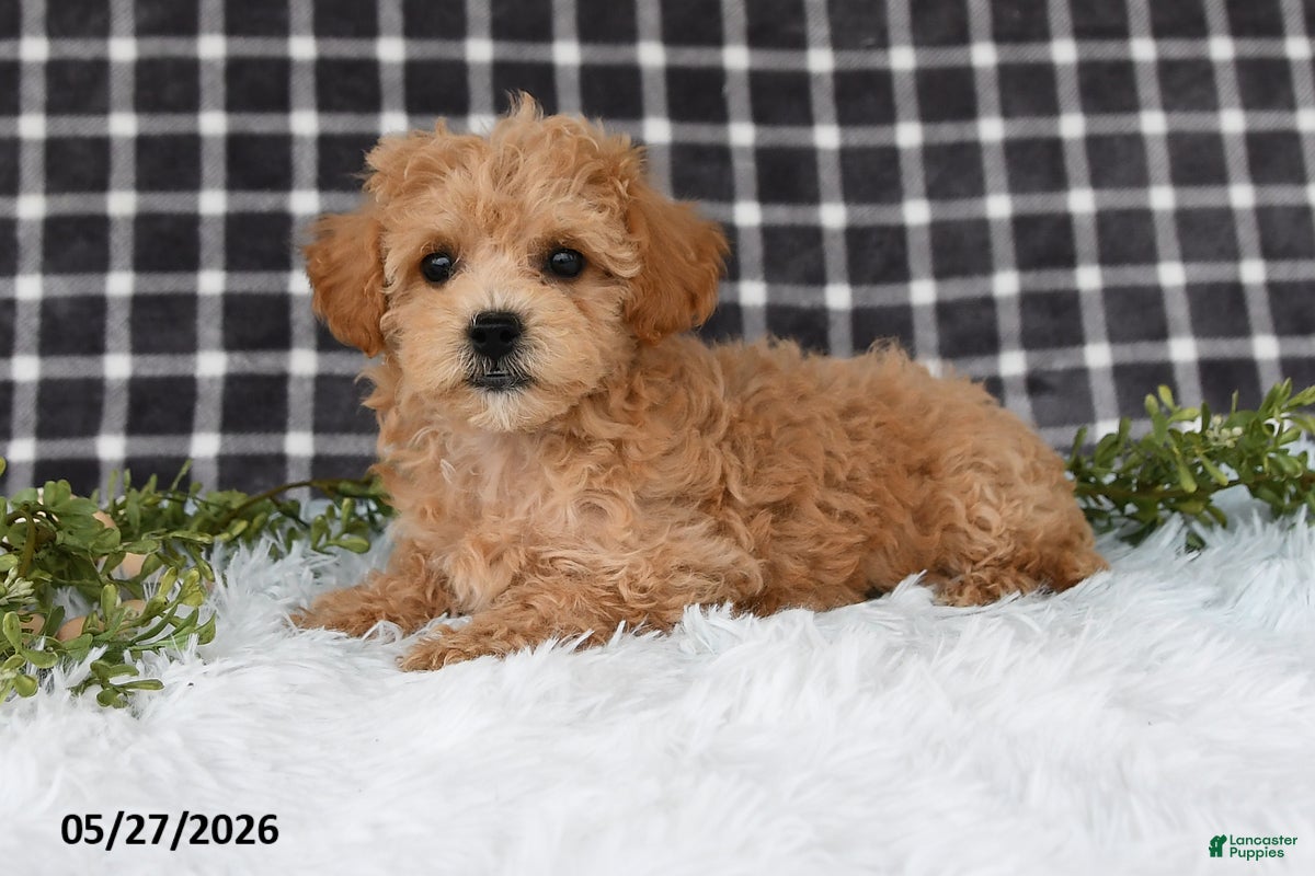 Bichpoo dogs Holly - Ad 2