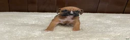 Boxer dogs for sale: Rocky - Ad 13
