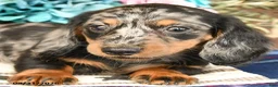Miniature Dachshund dogs for sale: Liz  - Ad 5