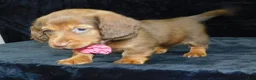 Miniature Dachshund dogs for sale: AKC Alice - Ad 6