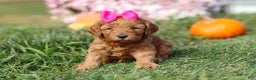 Cavapoo dogs for sale: Buttercup - Ad 1