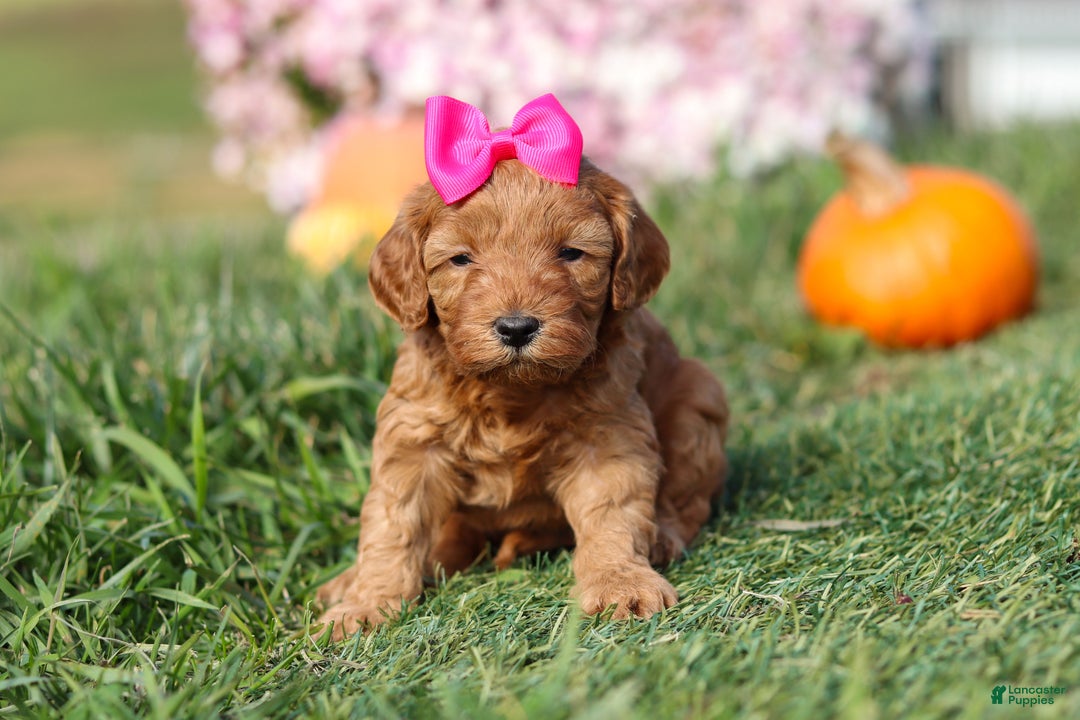 Cavapoo dogs for sale: Buttercup - Ad 1