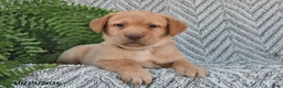 Labrador Retriever dogs for sale: Chipper  - Ad 4