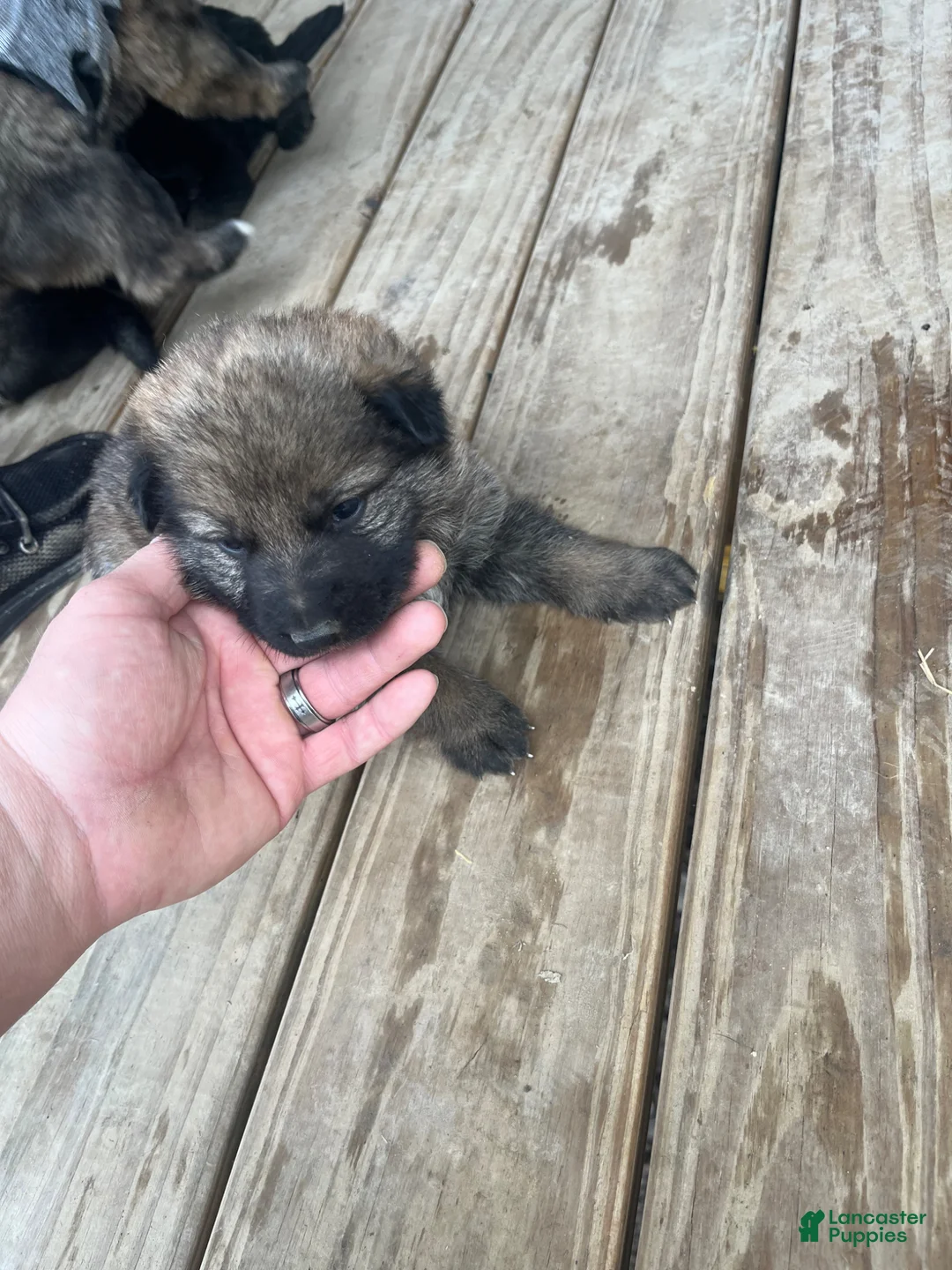 German Shepherd dogs for sale: German Shepherd Puppy 1 - Ad 1