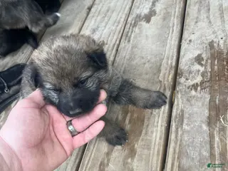 German Shepherd dogs German Shepherd Puppy 1 - Ad 3