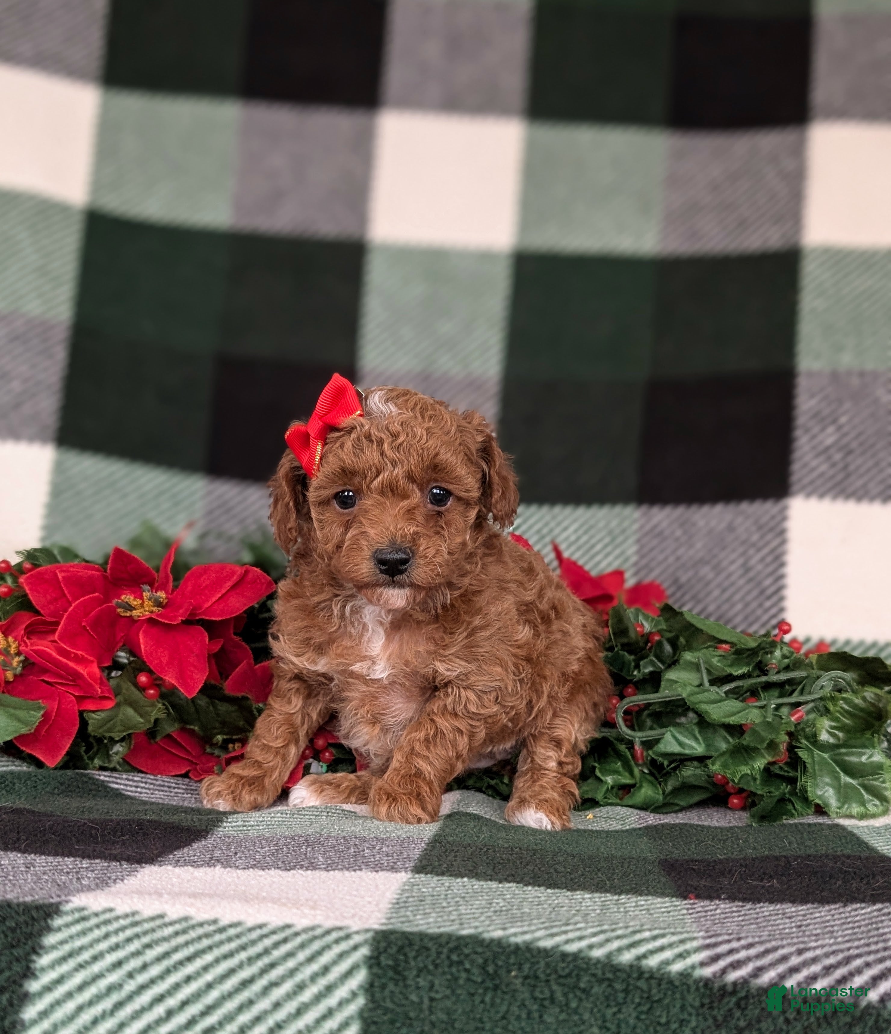 Toy Poodle dogs Brooklyn  - Ad 42