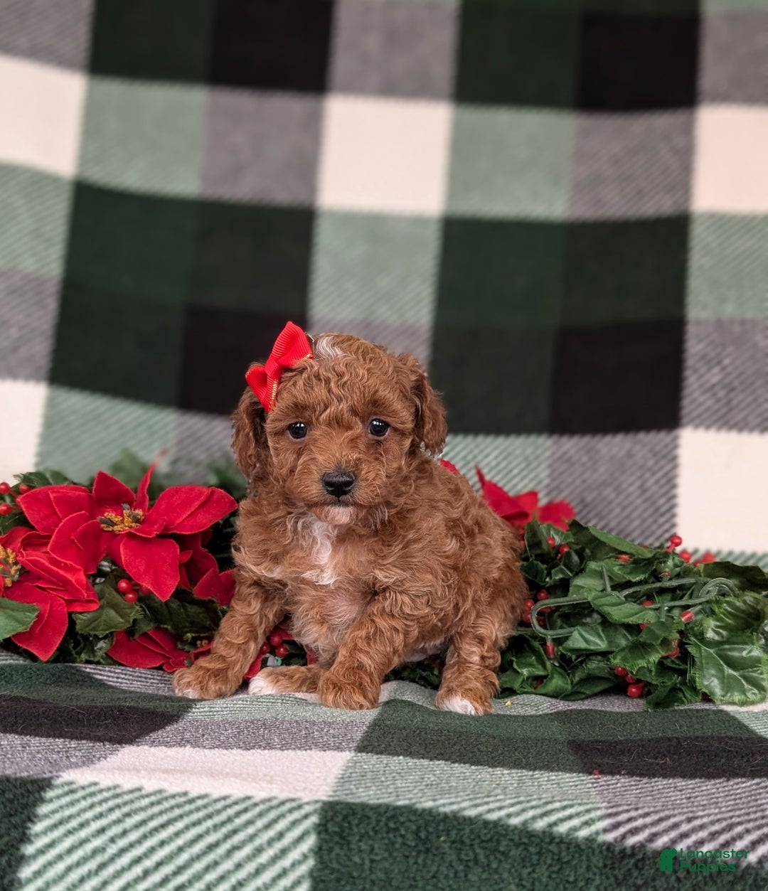 Toy Poodle dogs for sale: Brooklyn  - Ad 1