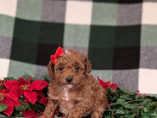 Toy Poodle dogs Brooklyn - Ad 30