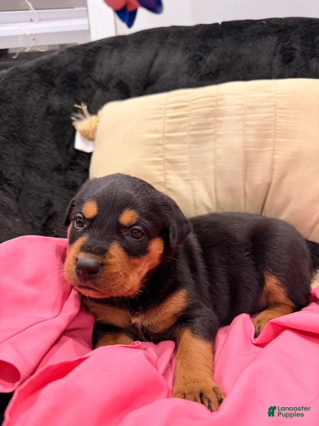 Rottweiler dogs for sale: Rottweiler Puppy 2 - Ad 1