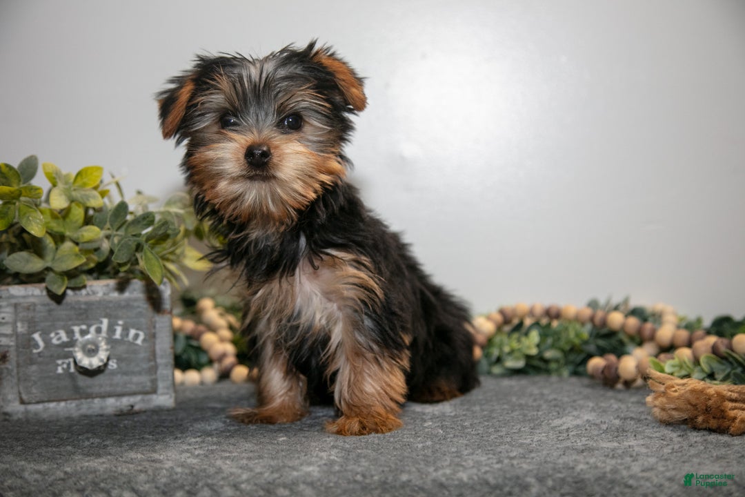 Yorkshire Terrier dogs for sale: Gordy - Ad 2