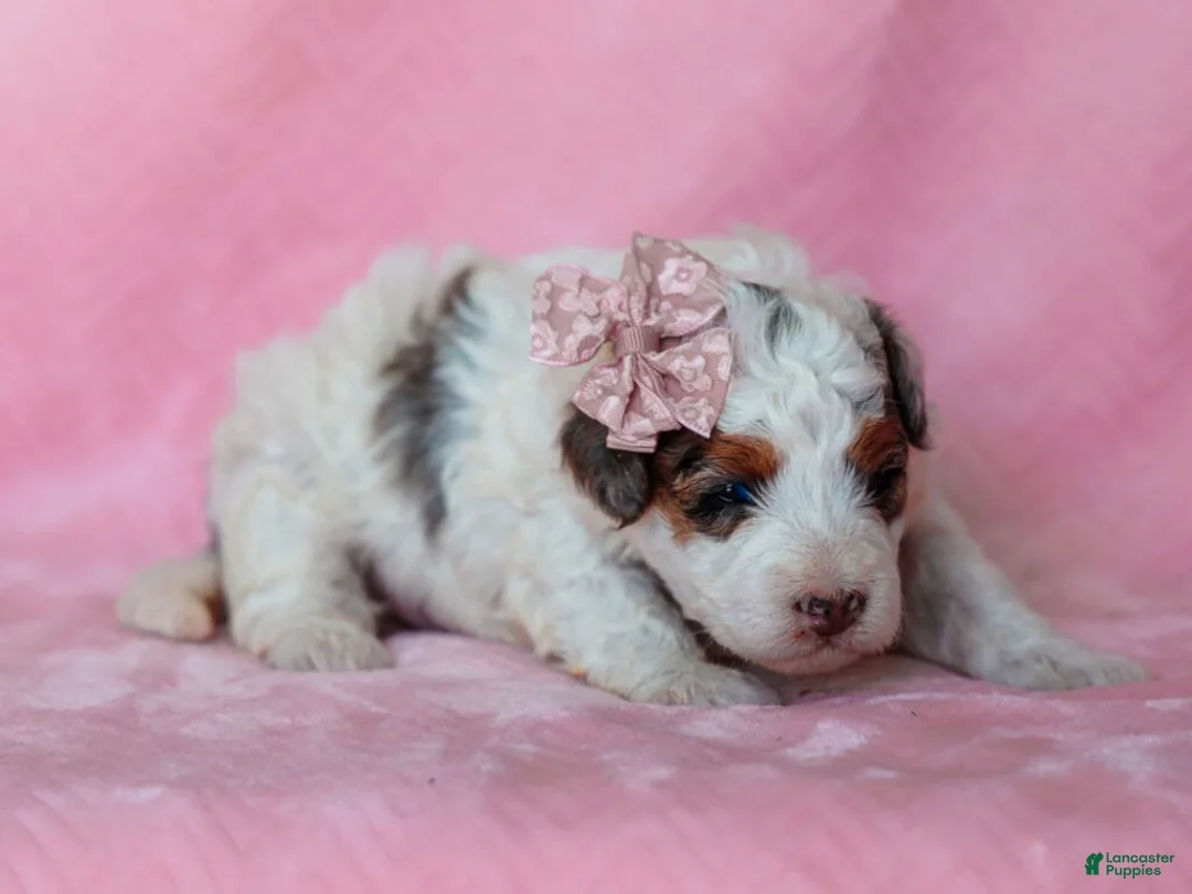 Mini Bernedoodle dogs for sale: Sombrina - Ad 1