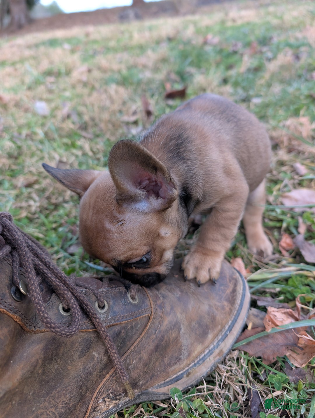 French Bulldog dogs for sale: Chocolate Obsession - Ad 11