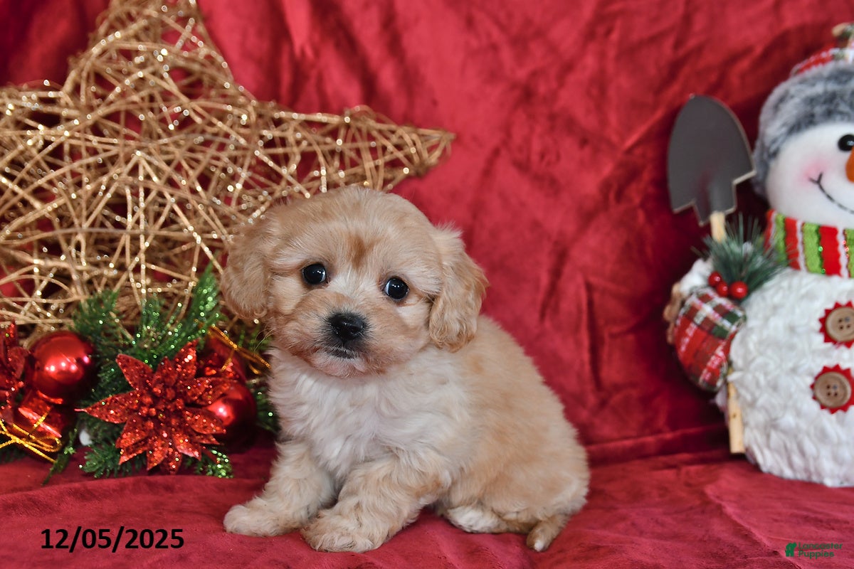 Cavachon dogs Charity - Ad 30