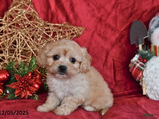 Cavachon dogs Charity - Ad 18