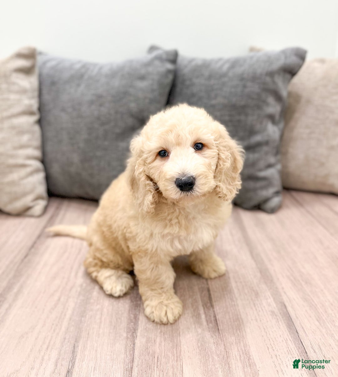 Helena for sale in Millersburg Lancaster Puppies