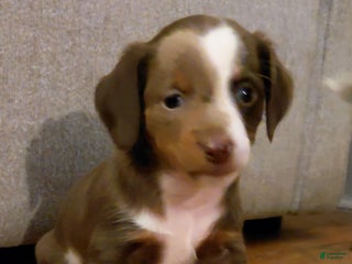 Miniature Dachshund dogs Louise - Ad 3