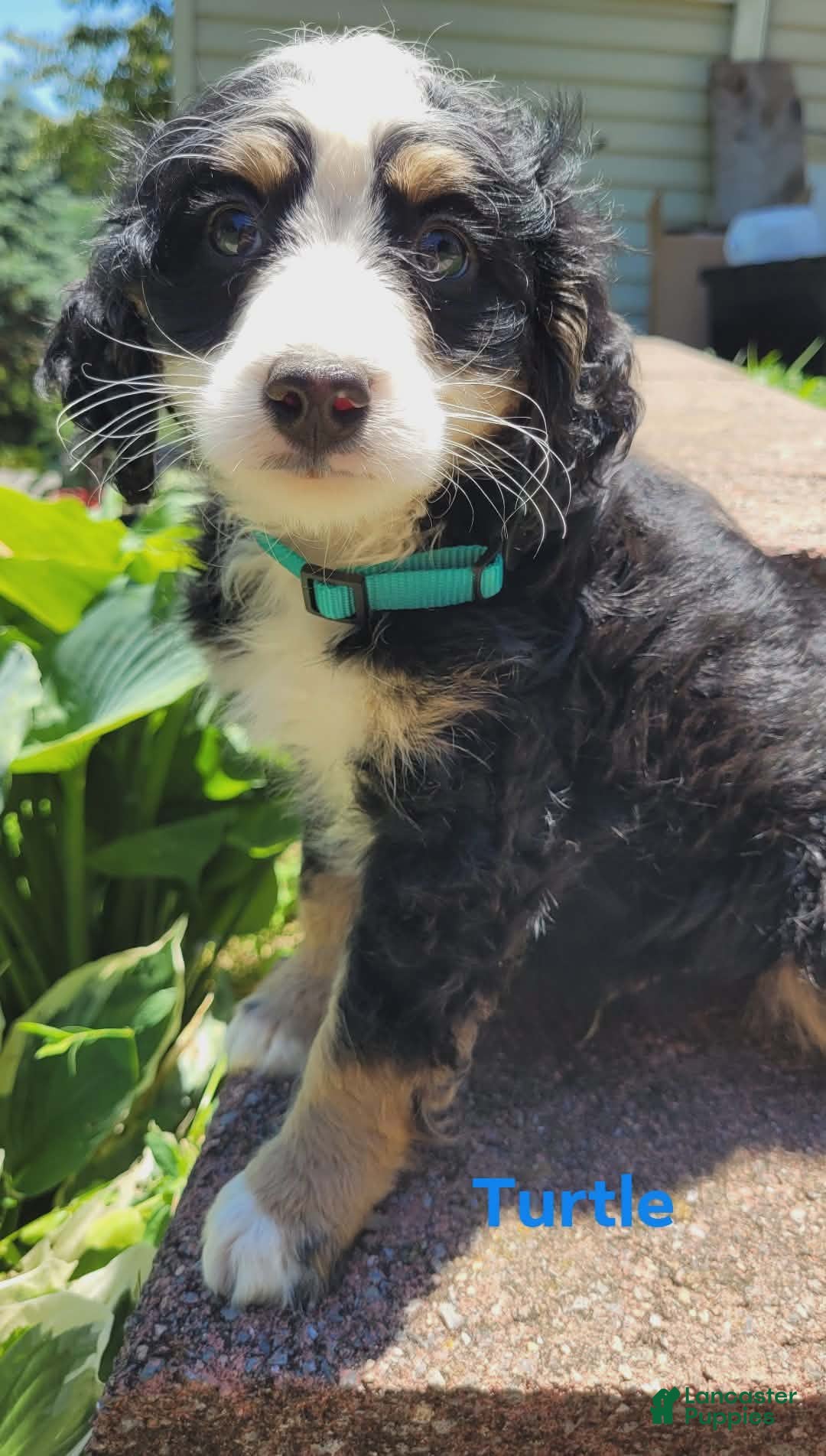 Mini Bernedoodle dogs Turtle - Ad 1
