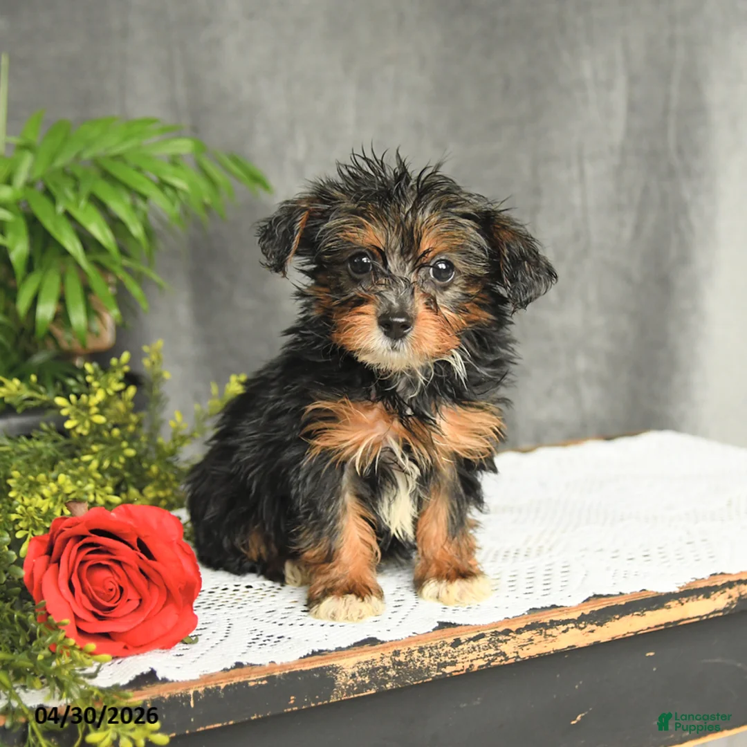 Yorkiepoo dogs for sale: Leo - Ad 2