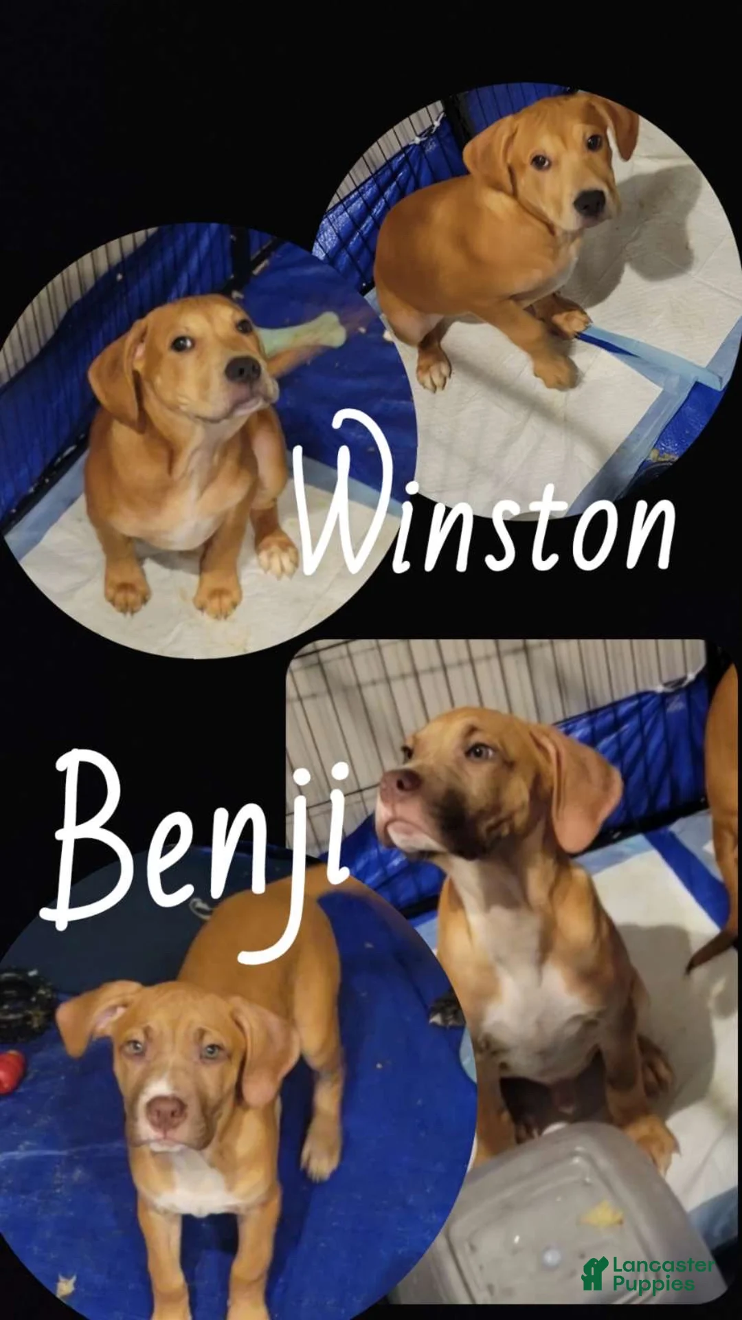 Mixed Breed dogs for sale: Winston  - Ad 2